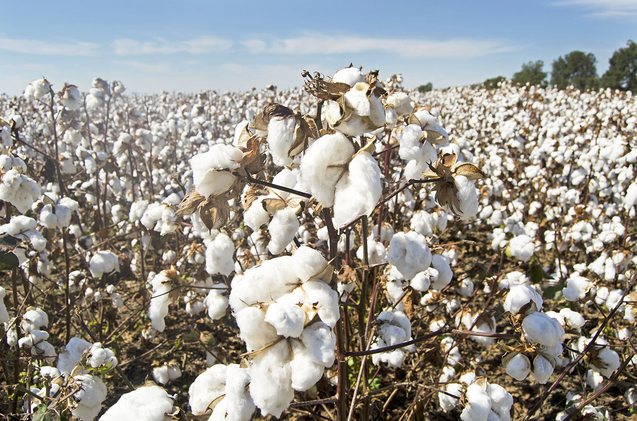 organic-cotton-オーガニックコットンとは？