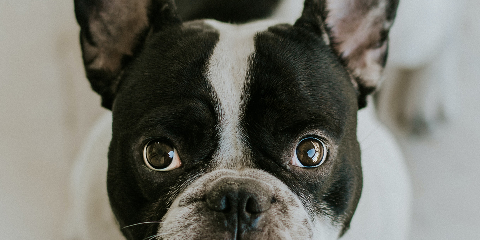 dogwear