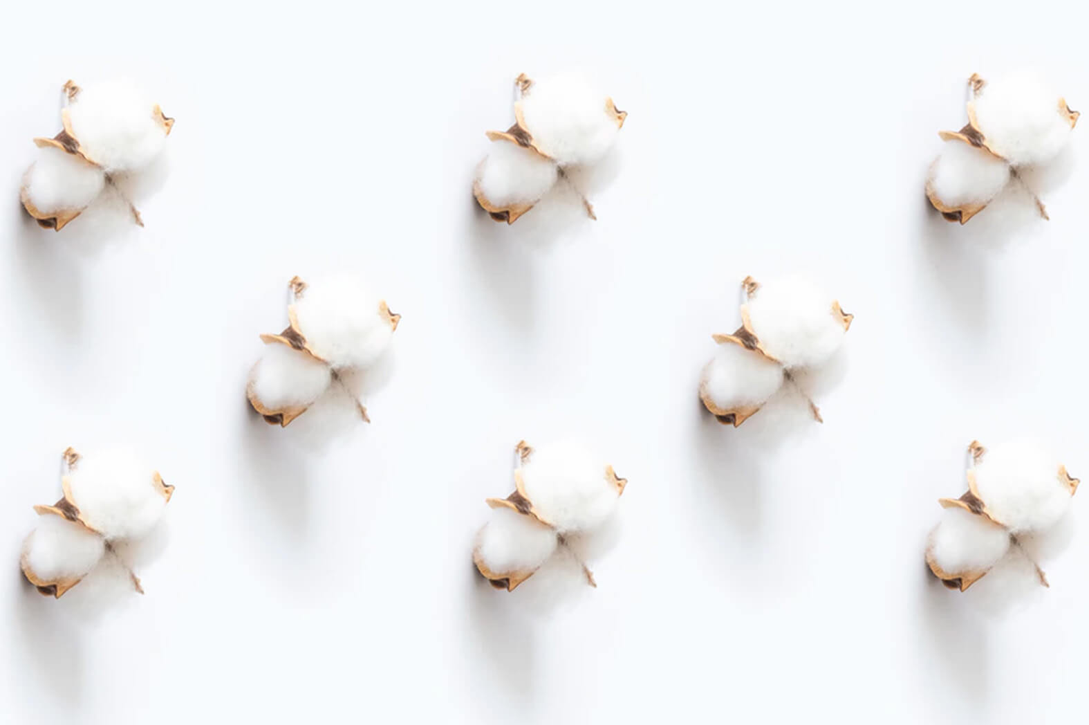 organic-cotton-オーガニックコットンとは？