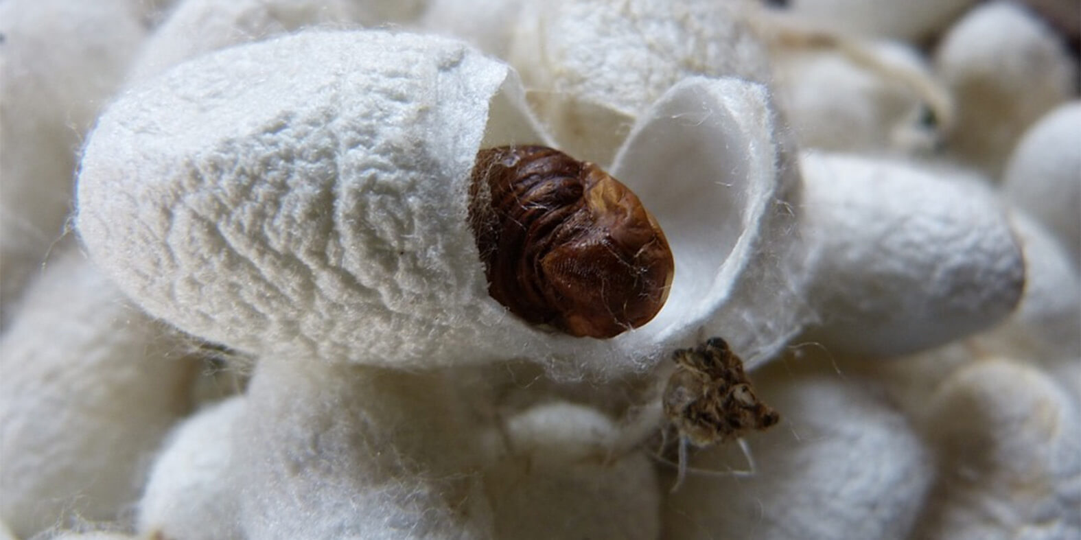 cotton-cotton
