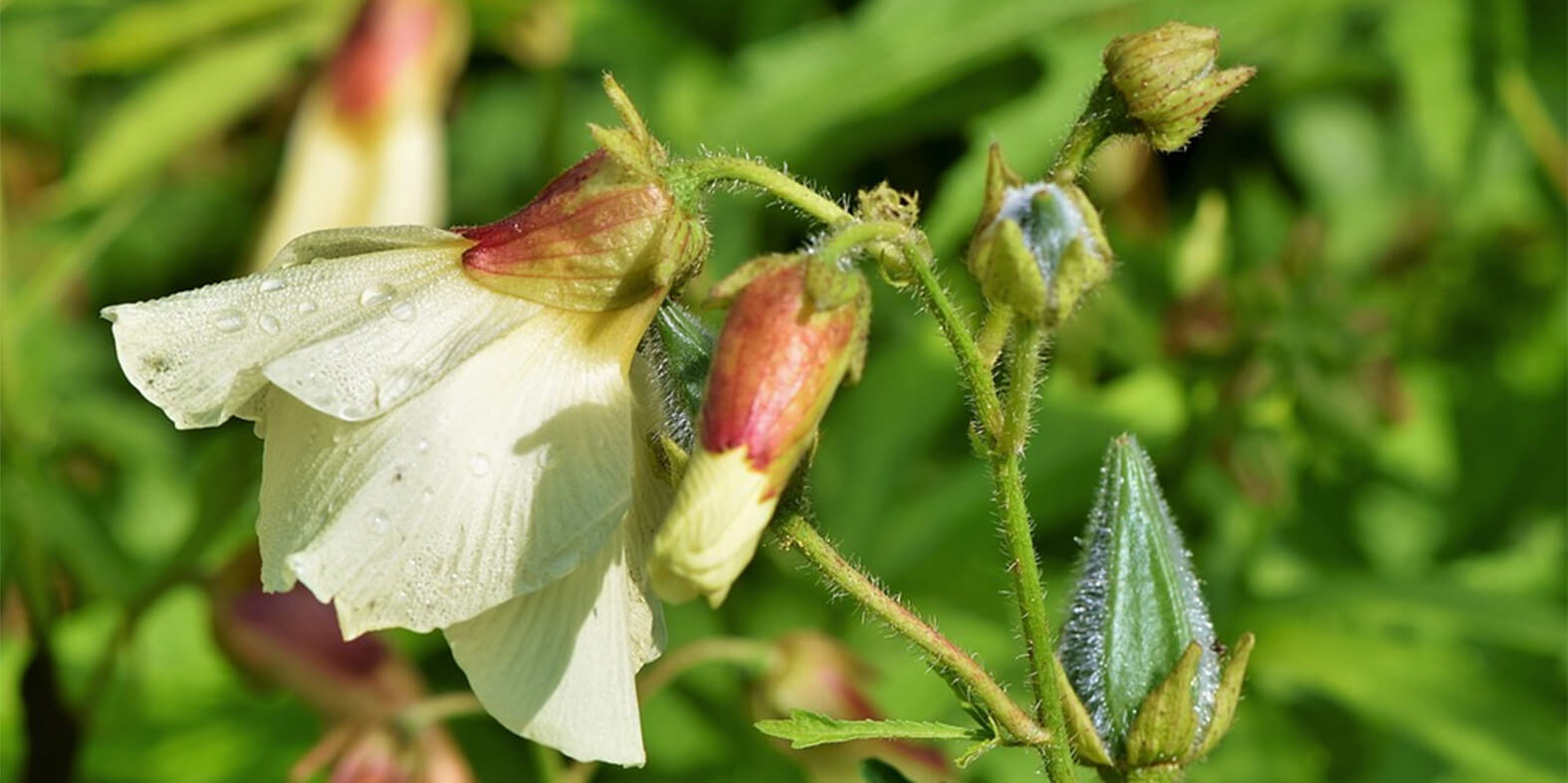 cotton-cotton