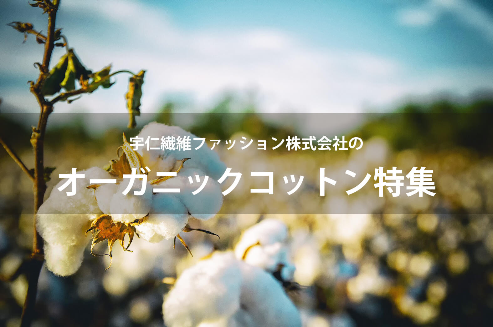 uni-oganiccotton